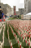 FEATURE - 'Weeping Window' Mohnblumen Installation am Caernarfon Castle