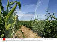 WORLD MAP CORN MAZE, ONTARIO, CANADA - 18 AUG 2005