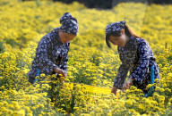 FEATURE - Chrysanthemen Ernte in China