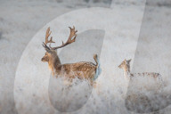 NEWS - Wintereinbruch in Grossbritannien