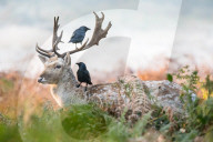 NEWS - Wintereinbruch in Grossbritannien