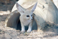 FEATURE - Ein sieben Wochen alter Wüstenfuchs im Zoo bei Tel Aviv