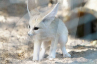 FEATURE - Ein sieben Wochen alter Wüstenfuchs im Zoo bei Tel Aviv