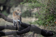 FEATURE - Gepardmutter verteidigt ihre Jungen gegen einen Leoparden