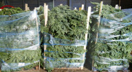 FEATURE - Weihnachtsbäume warten auf Käufer