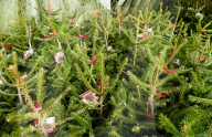 FEATURE - Weihnachtsbäume warten auf Käufer