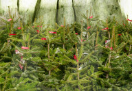 FEATURE - Weihnachtsbäume warten auf Käufer