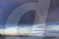 FEATURE - Tanz-Formation der Stare am Himmel