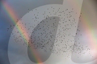 FEATURE - Tanz-Formation der Stare am Himmel