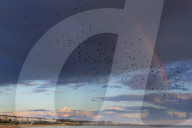 FEATURE - Tanz-Formation der Stare am Himmel