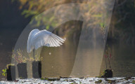 FEATURE - Japan: Reiher in Tokio