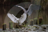 FEATURE - Japan: Reiher in Tokio