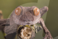 FEATURE - Lachende Reptilien