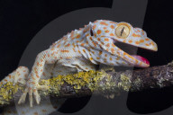 FEATURE - Lachende Reptilien