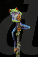 FEATURE - Lachende Reptilien
