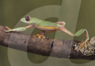 FEATURE - Lachende Reptilien