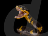 FEATURE - Lachende Reptilien
