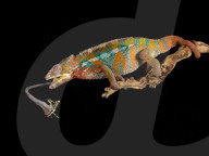 FEATURE - Lachende Reptilien