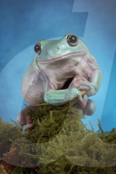 FEATURE - Lachende Reptilien