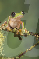 FEATURE - Lachende Reptilien