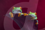 FEATURE - Lachende Reptilien