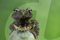 FEATURE - Lachende Reptilien