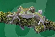 FEATURE - Lachende Reptilien
