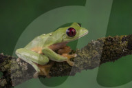 FEATURE - Lachende Reptilien