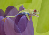FEATURE - Lachende Reptilien