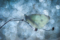 FEATURE - Insekten ins rechte Licht gerückt