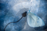 FEATURE - Insekten ins rechte Licht gerückt