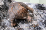 FEATURE - Kleiner Ameisenigel im Zoo von Taronga