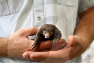 FEATURE - Kleiner Ameisenigel im Zoo von Taronga