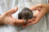 FEATURE - Kleiner Ameisenigel im Zoo von Taronga