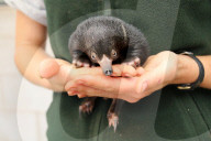 FEATURE - Kleiner Ameisenigel im Zoo von Taronga