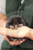 FEATURE - Kleiner Ameisenigel im Zoo von Taronga