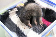 FEATURE - Kleiner Ameisenigel im Zoo von Taronga