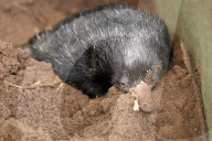 FEATURE - Kleiner Ameisenigel im Zoo von Taronga