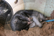 FEATURE - Kleiner Ameisenigel im Zoo von Taronga