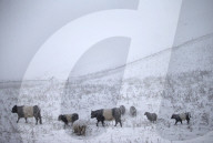 NEWS - England: Wintereinbruch in Derbyshire