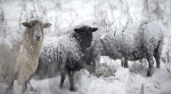 NEWS - England: Wintereinbruch in Derbyshire