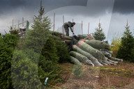 FEATURE - Weihnachtsbaum Markt bei Leicester