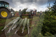 FEATURE - Weihnachtsbaum Markt bei Leicester