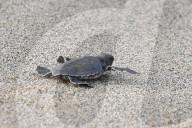 PEOPLE - Prinz Harry rettet Schildkröten in der Karibik