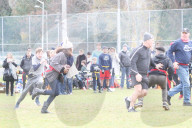EXKLUSIV - Voller Körpereinsatz: Alec Baldwin geht am Turkey Bowl zu Boden