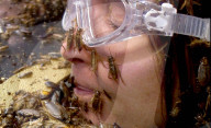 PEOPLE - Allerlei Gruseliges aus dem "Dschungelcamp" in Australien