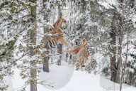 FEATURE - Amurtiger kämpft im Schnee