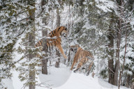 FEATURE - Amurtiger kämpft im Schnee