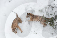 FEATURE - Amurtiger kämpft im Schnee
