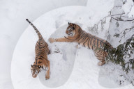 FEATURE - Amurtiger kämpft im Schnee